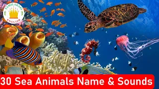 30 Sea Animals Name & Sounds | Realtime Animals Video|Animals for kids|Tamilarasi English Vocabulary