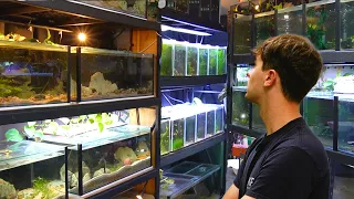 The Ultimate Nano Fish Collection | In Depth Tour