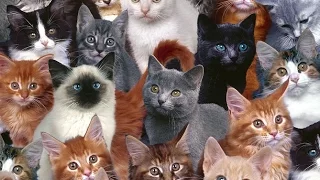 Cute funny cats Compilation / милые и прикольные кошки