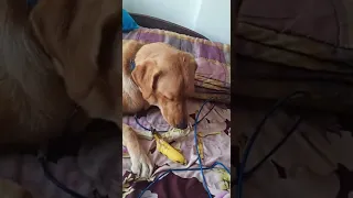 Lucy peeling  the skin of banana and eating it