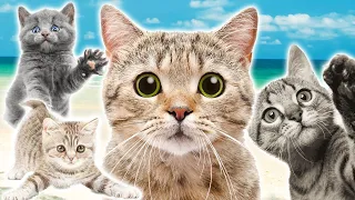 😻 BEAUTIFUL VIDEOS WITH CATS, KITTENS 🐱 ANIMAL SOUNDS, SOUND CATS AND KITTENS, CAT VIDEOS, CAT GAME