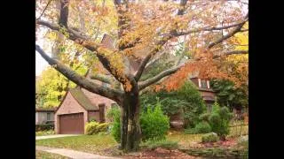 Forest Hills Gardens NY- Beautiful neighborhood in all four seasons.