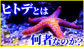 【ゆっくり解説】脳がない⁉生態系に大きな影響を…⁉「ヒトデ」とは何者なのか？を解説/キーストーン種⁉有性生殖も無性生殖も出来る生殖腺刺激ホルモン