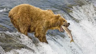 Bear Catching Fish😲  In Waterfall   #shorts