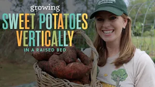 Growing Sweet Potatoes Up A Trellis + Harvest