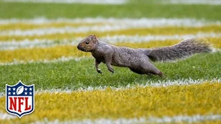 Squirrel Wreaks Havoc on Colts vs. Packers Game! | NFL
