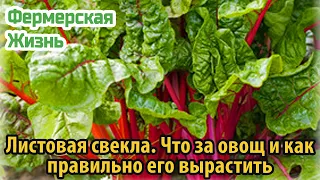 Листовая свекла  Что за овощ и как правильно его вырастить