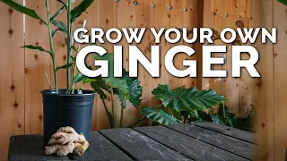 How to Grow Ginger in Containers And Get a Huge Harvest