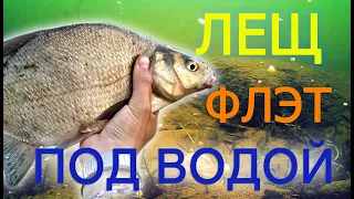 Лещ на ФЛЭТ под водой. Красивое видео