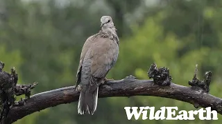 WildEarth - Sunrise Safari -  26 December 2023