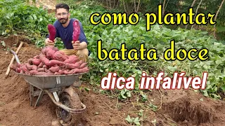 How to plant Sweet potato?