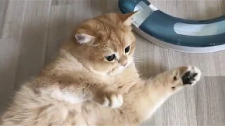 😻🤩😺КОРМ КОШЕК ЗОЛОТЫХ ШИНШИЛЛ.GOLDEN KITTENS🙀😋👩‍🍳😍