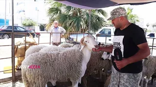 أسعار أضاحي العيد في الملاسين :   " عنده علوش رافض بيعه ب سعر  2500 د .. طالب فيه 3000 د  🐏🇹🇳