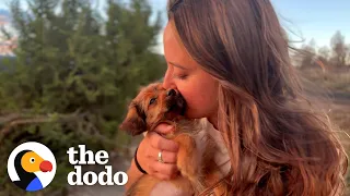 Is It OK To Love A New Dog After Losing Your Soul Pup? | The Dodo