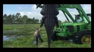 Gigantic 100 yr  alligator killed, suspected of eating cows