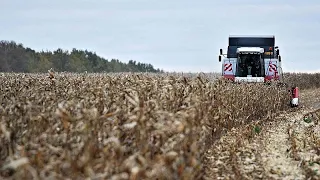 Брюссель предлагает обложить зерно из России и Беларуси высокими пошлинами