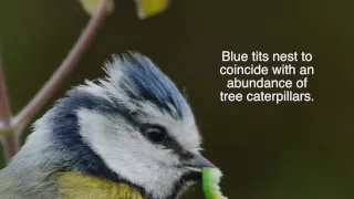 Blue tit close-up