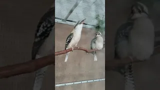 Kookaburra laugh