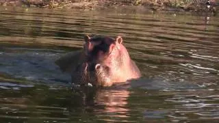 Chobe Wildlife Rescue, Botswana - Hippo Encounter