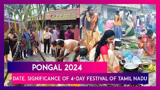 Pongal 2024: Date And Significance Of The 4-Day Harvest Festival Celebrated In Tamil Nadu