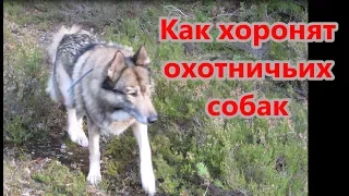 Как хоронят охотничьих собак