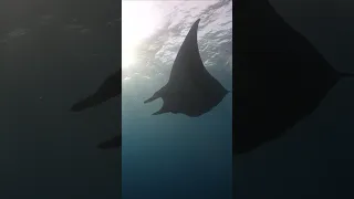 Giant oceanic manta ray passes divers at Socorro, Mexico #mantaray #diving #bajacalifornia