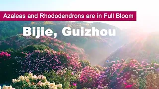 Azaleas and Rhododendrons are in Full Bloom in Bijie, Guizhou