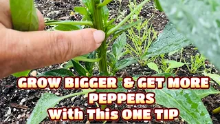 The SPRING GREENHOUSE | HOW To PRUNE PEPPER PLANTS For A BIGGER HARVEST!