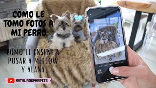 Cómo le tomo fotos a mi perro - Tips by Natalia Ospina