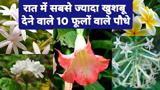 रात में सबसे ज्यादा खुशबू देने वाले 10 पौधे/ Flowers That Fragrant at Night in Hindi #Fragrantflower