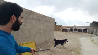 سگ وحشی قهدریجانی  wild dog   Ghahderijani