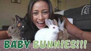 We're Fostering Baby Rabbits! | Bunnies EVERYWHERE! What have we done? 😳