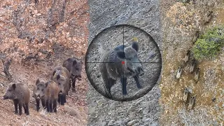 Breathtaking MASSIVE BOAR Hunts, INCREDIBLE Rifle Shots, Epic DRONE Chase #hunting #hog