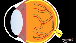 Assessing Vision Loss and Blindness in Dogs and Cats