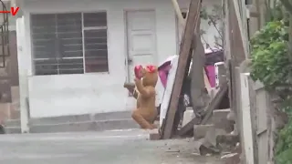 Peruvian Police Officer Goes Undercover As A Teddy To Capture Alleged Drug Dealer