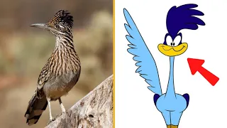 Runner bird | Facts About Roadrunners These stranger birds