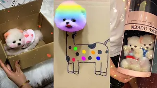 Tik Tok Chó Phốc Sóc Mini 😍 Funny and Cute Pomeranian #236