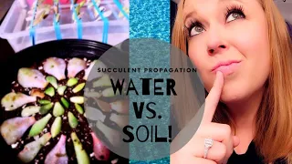 Succulent Propagation! Water vs. Soil!