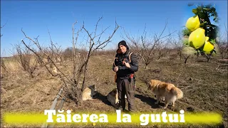 Tăierea la gutui