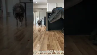 Dog meets a dinosaur while eating treats.. #shorts