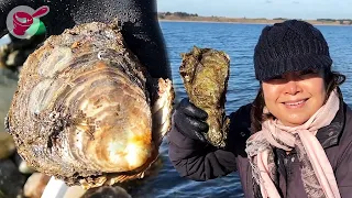 Harvesting Giant Oysters in Denmark l Yainang & Boyfriend