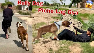 Qari Ky Piche Bully Dog Lag Gya😱