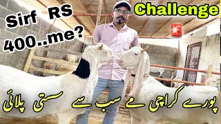 Challenge 🚨Cheapest Palai Offer for 2023 By kaab Goat Farm | Goat Farm | bakra mandi | bakra eid