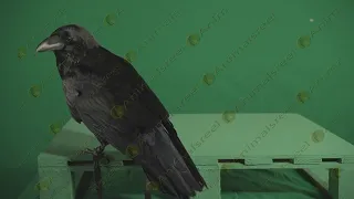 Raven playing on green screen video 47 Real Green Screen Animals Stock Footage shot on Red Camera 5K