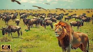 4K African Wildlife: What Happen Next in Nature | Wildlife Secrets - Relaxing Nature In 4K #2