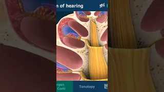 INTERNAL EAR (कान) in #3d organ of corti in #3danimation #shorts #viral #short #anatomy
