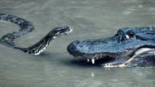 Python vs Alligator 16 - Real Fight - Python attacks Alligator