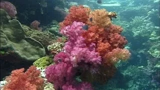 Indonesia Underwater HD