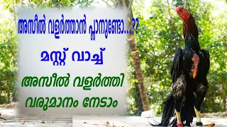 കോഴി വളർത്തി നല്ല വരുമാനം നേടാൻ അസീൽ വളർത്താം