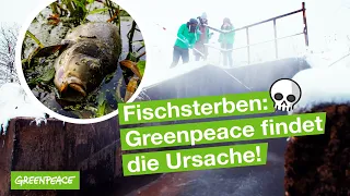 Massenhaftes Fischsterben in der Oder - Greenpeace-Expert:innen auf der Suche nach den Ursachen